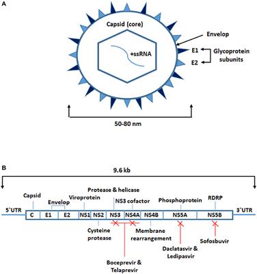 Impact of Hepatitis C Virus Infection of Peripheral Blood Mononuclear Cells on the Immune System